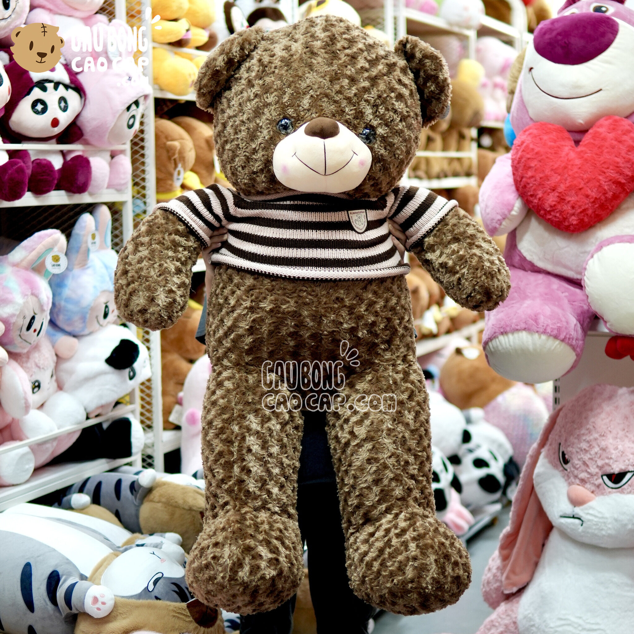 Gấu Teddy heads and tales